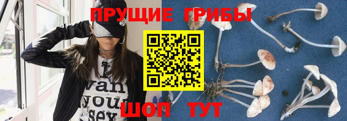 Красноярск  Псилоцибиновые грибы мицелий  сколько стоит  Вход с VPN 